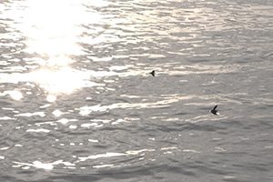 01(IMG_4054・20140923)トリミング縮小200×300(1)・自然な彩度-75・コントラスト-50