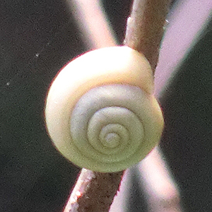 01(CIMG9477・20180809)加工・縮小300×300・シャープ