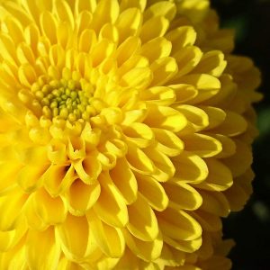 01(DSC_4928・20181127)トリミング縮小600×600