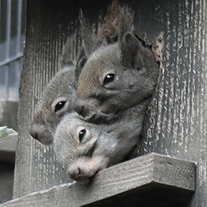 01(CIMG2528・20171112)トリミング縮小300×300・自然な彩度-50・コントラスト+25・シャープ