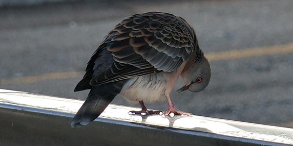 01(CIMG0402・20170902)トリミング縮小300×600